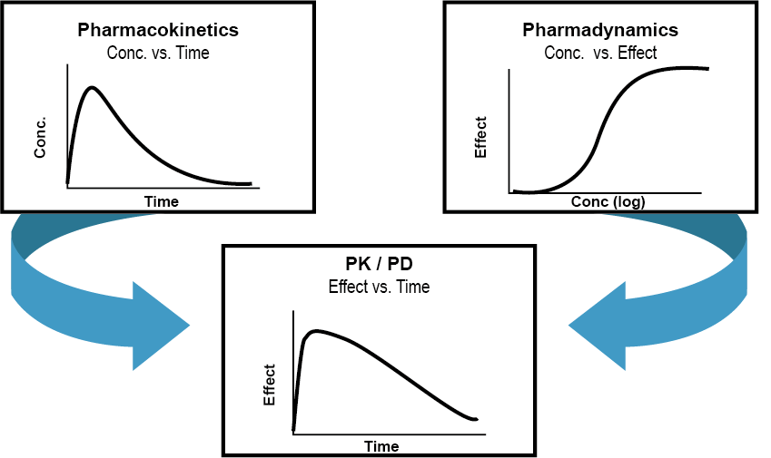 PK-PD 모델링의 개념 (Derendorf and Meibohm 1999)