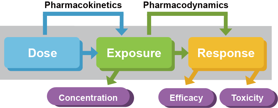 용량-노출, 노출-약효의 상관관계