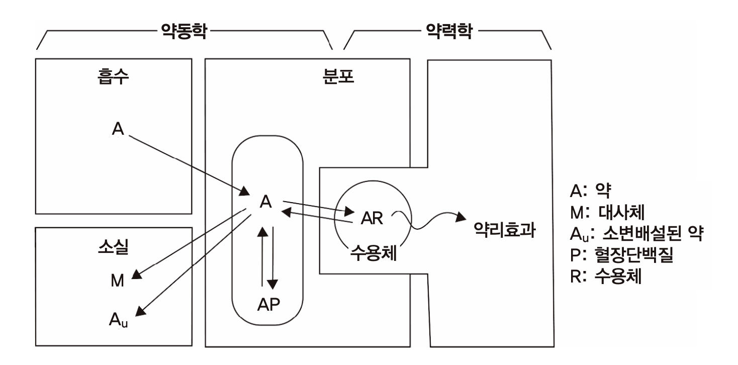 약동학과 약력학의 구분