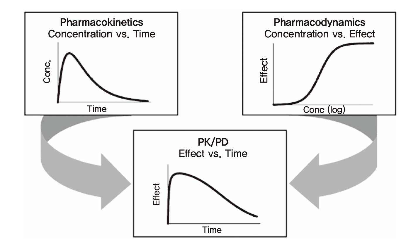 약동학과 약력학을 이용한 적절한 용량용법의 추정 원리 (Derendorf and Meibohm 1999)