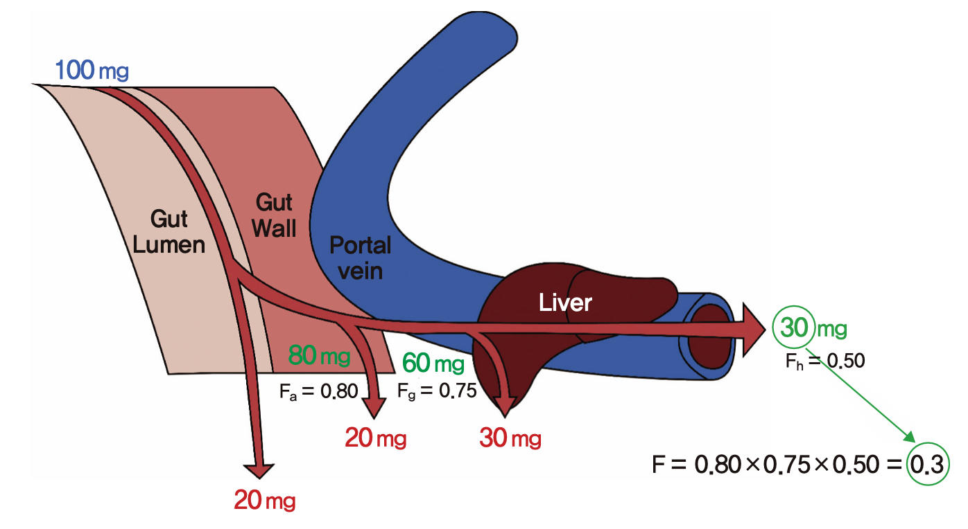 F(=Fa × Fg × Fh, 생체이용률)를 구성하는 세가지 요소. 100 mg을 먹었을 때 소화관 내강과 장 상피세포, 간을 순차적으로 통과하여 전신순환혈에 도달하는 분율을 계산하는 예