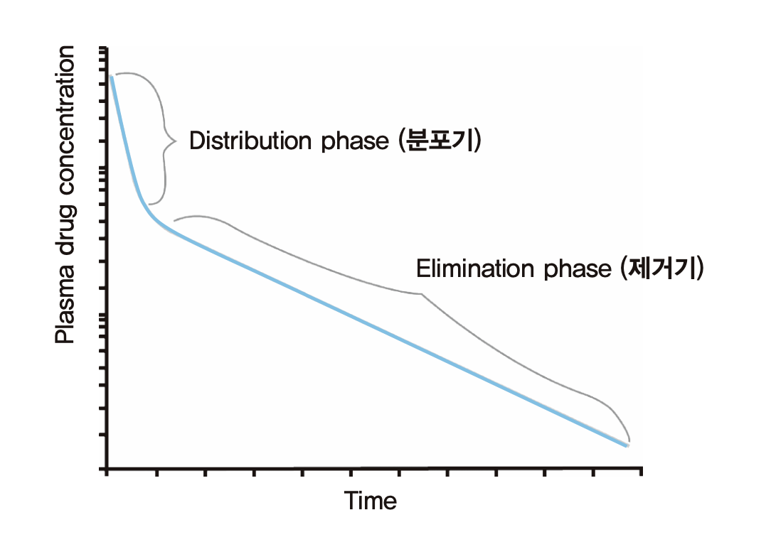 두개의 경사를 보이는 혈장약물농도 변화(i.v. bolus 주입 후 흔히 보이는 현상)