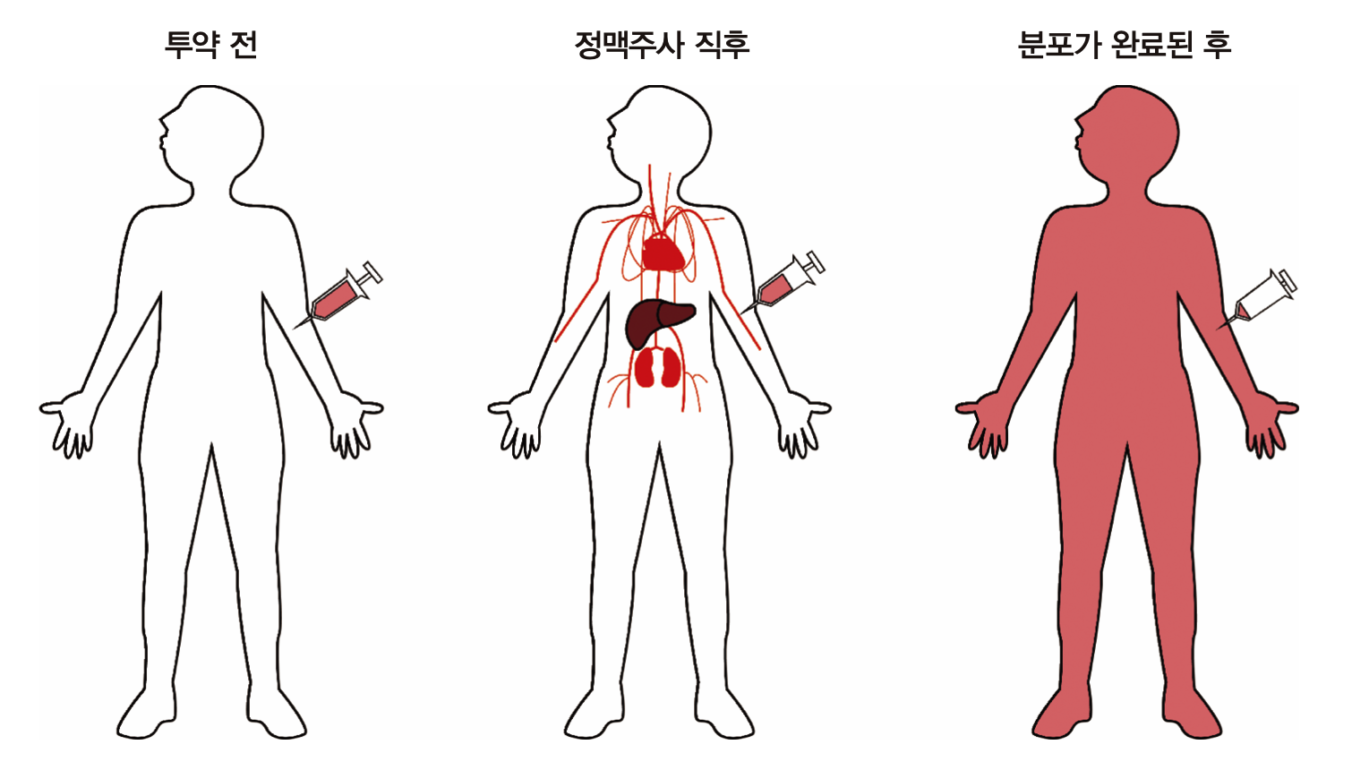 사람에서 정맥주사 후 시간에 따른 약물의 분포