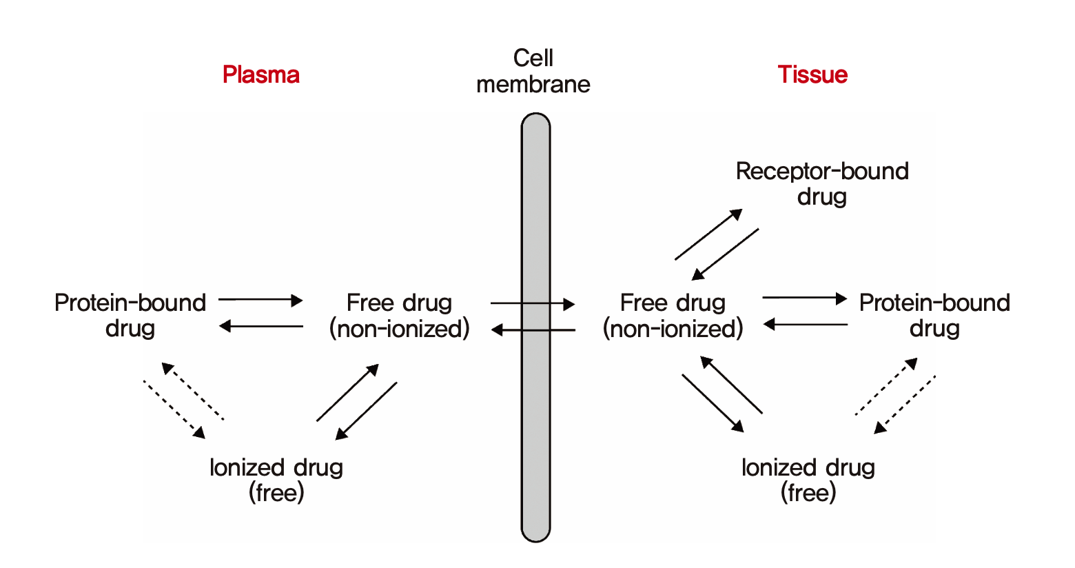 혈장단백결합과 조직결합, 약물의 분포의 관계 (모세혈관과 세포외액, 혈장의 구분은 생략되어 있음)